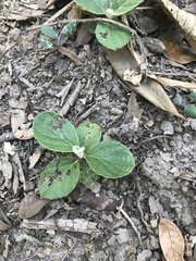 Angiospermae