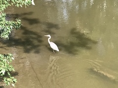 Ardea herodias