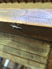 Heteroptera