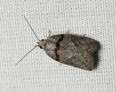 Garella nilotica