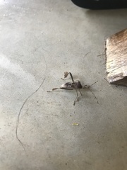 Heteroptera