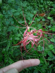 Lycoris radiata