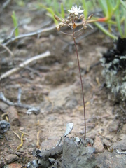 Drimia ciliata