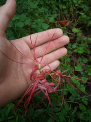 Lycoris radiata