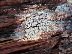 Pertusaria consocians