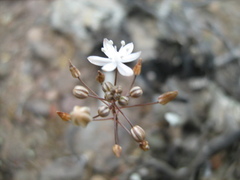 Drimia ciliata