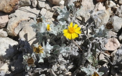 Thymophylla micropoides