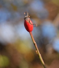 Rosa agrestis