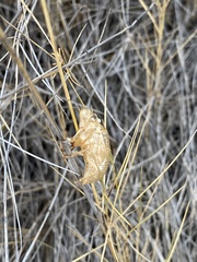 Cicada barbara lusitanica