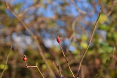 Rosa agrestis