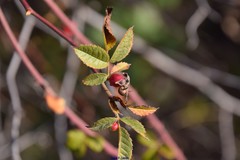 Rosa agrestis