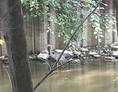 Ardea herodias