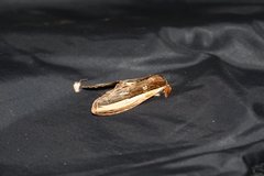 Truncaptera truncata