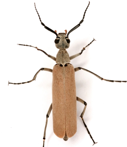 Epicauta polingi Werner, 1944