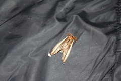 Truncaptera truncata