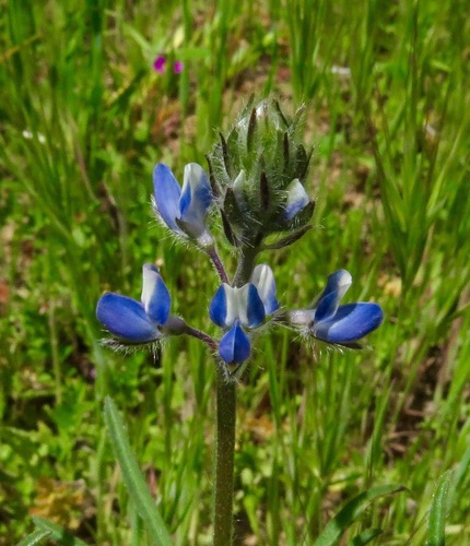iNaturalist observation photo of Miniature Lupine