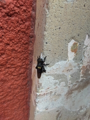 Mallophora leschenaulti