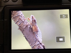 Cicada barbara lusitanica