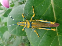 Poekilocerus