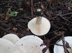 Clitocybe phyllophila