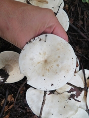 Clitocybe phyllophila