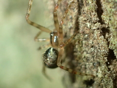 Theridion zantholabio