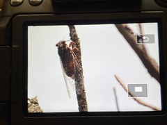 Cicada barbara lusitanica
