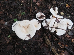 Clitocybe phyllophila