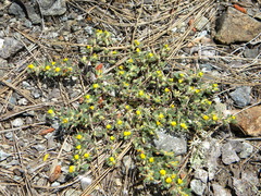 Acmispon brachycarpus