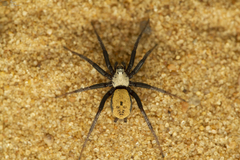 Asemesthes subnubilus