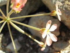 Pelargonium pillansii