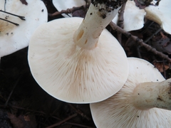Clitocybe phyllophila
