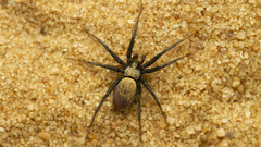 Asemesthes subnubilus