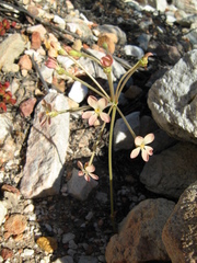 Pelargonium pillansii