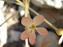 Pelargonium pillansii