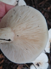 Clitocybe phyllophila