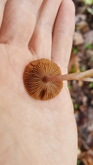 Inocybe nitidiuscula