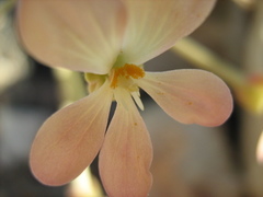 Pelargonium pillansii