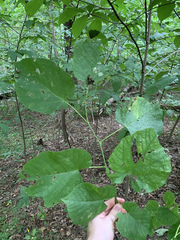 Tilia americana heterophylla