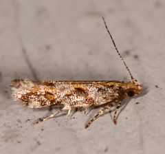 Aristotelia rubidella