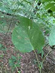 Tilia americana heterophylla