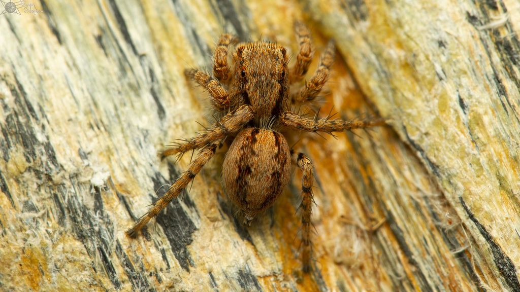 Langona bethae