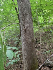 Tilia americana heterophylla