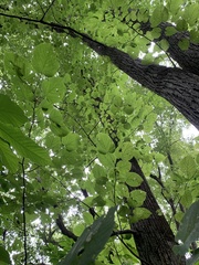 Tilia americana heterophylla