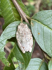 Chiromantis rufescens