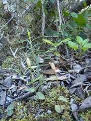 Disperis macowanii