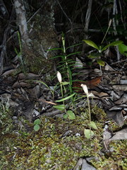 Disperis macowanii