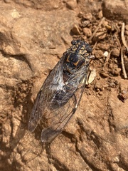 Cicada barbara lusitanica
