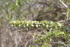 Alluaudia humbertii