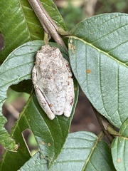 Chiromantis rufescens